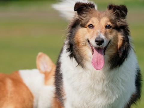 Kennenlernen zweier hunde
