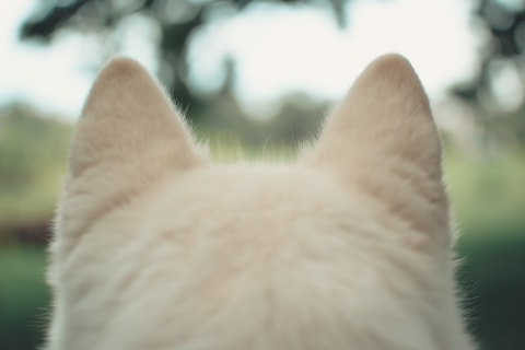White dog with pointed ears