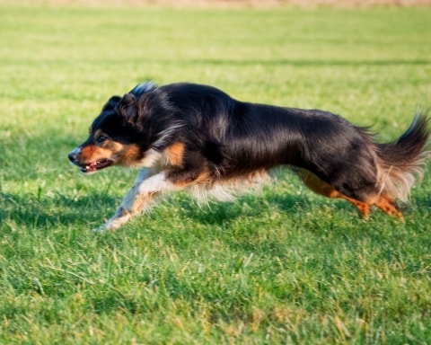 Border Collie running