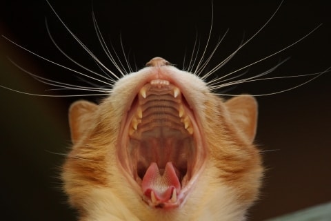 A Quoi Servent Les Moustaches Du Chat Pawshake Blog