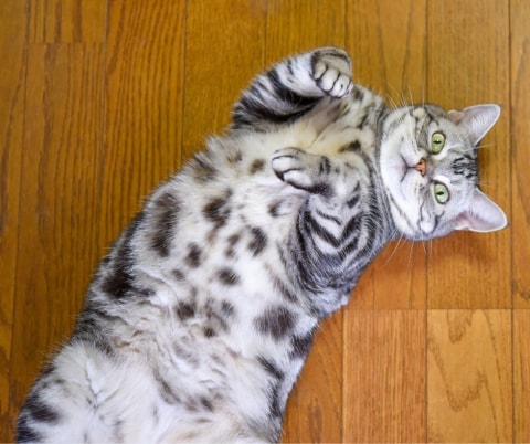 Guide Du Langage Corporel Du Chat Pawshake Blog