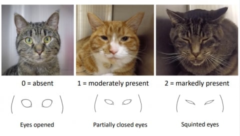 Guide Du Langage Corporel Du Chat Pawshake Blog Guide Du Langage Corporel Du Chat Pawshake Blog