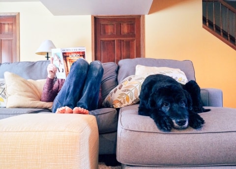 home 2 home pet services