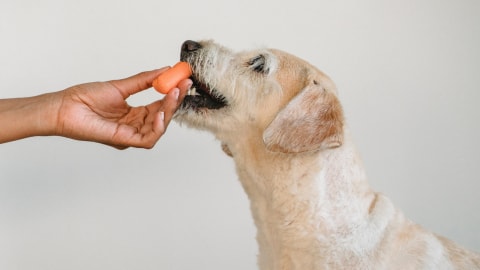 Dog eating a carrot