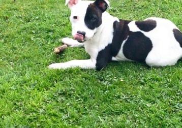 Dog Walking Wakefield Dog Walking Wakefield