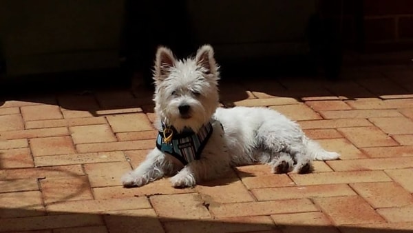 Bentley Dog Of Pet Parent Natalie Pawshake