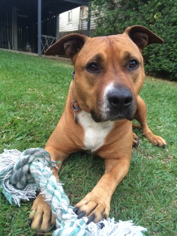 American Staffordshire Terrier Flex, Dog of pet parent