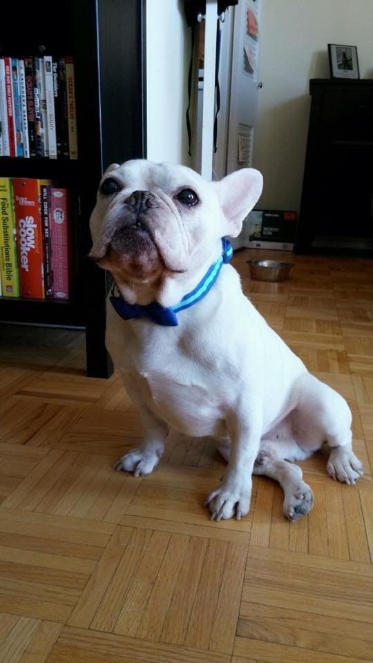 shake a paw puppy mill bulldog oliver of pet parent natalie pawshake shake a paw puppy mill bulldog oliver of pet parent natalie pawshake