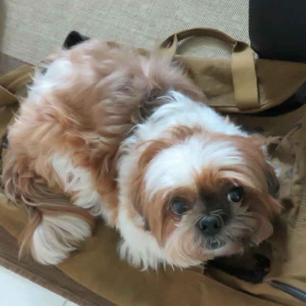 my shih tzu is shaking shih tzu of pet parent pawshake my shih tzu is shaking shih tzu of pet parent pawshake