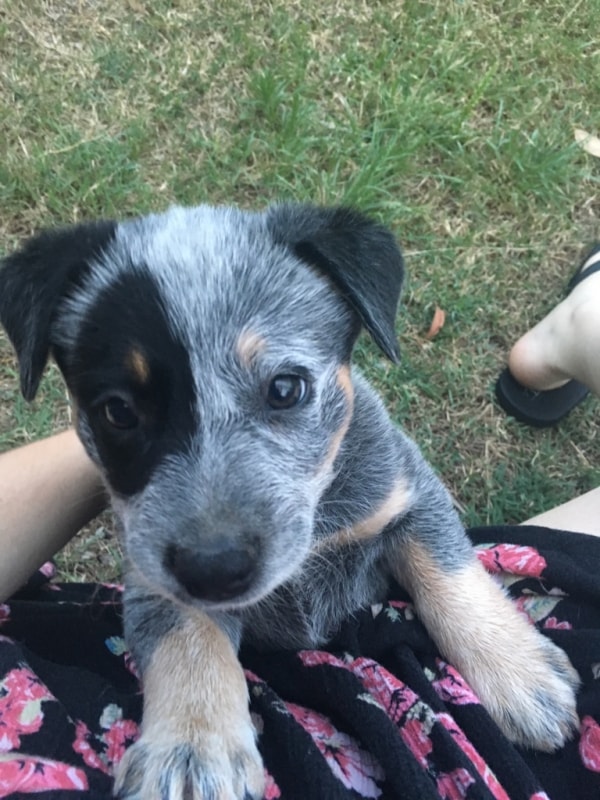 Smithfield Heeler Ivy, Dog of pet parent Ranileigh Pawshake