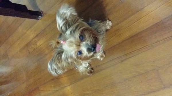 why do yorkies shake teana of pet parent joyce pawshake why do yorkies shake teana of pet parent joyce pawshake