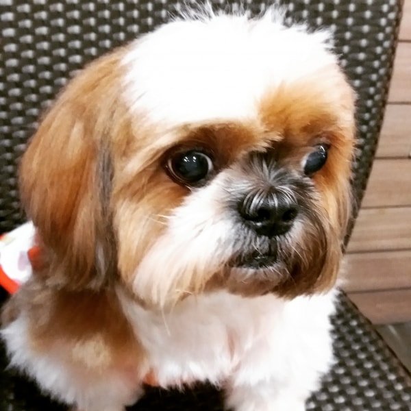 my shih tzu is shaking shih tzu of pet parent pawshake my shih tzu is shaking shih tzu of pet parent pawshake