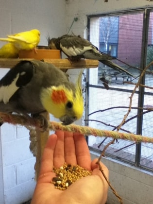 parrot sitter