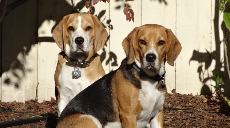animal lover pet minder dog walking and pet sitting pawshake