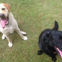 Olly & Batman Olly & Batman