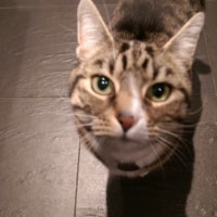 Willow/pickle Willow/pickle