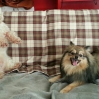 Wollie, Sophie Wollie, Sophie