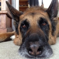 Baron (german Shepherd) Baron (german Shepherd)