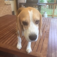 Oscar Oscar