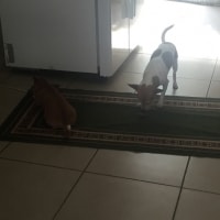 Zeus, Abby Zeus, Abby