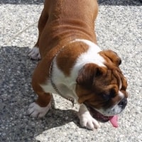 Coco Coco