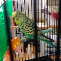 Frankie Frankie