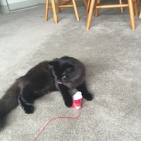 Marmite Marmite