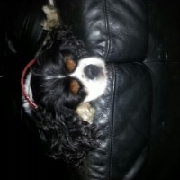 Marley Marley