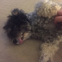 Cosmo Cosmo