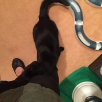 Ebony Ebony