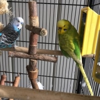 Bob, Belle Bob, Belle