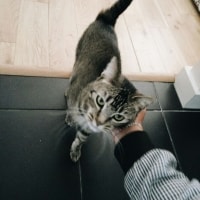 Nora Nora