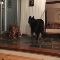 Kosta, Chloe Kosta, Chloe
