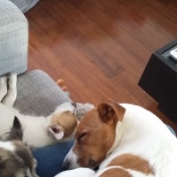 Brax (left) Brax (left)