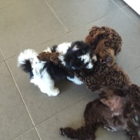 Mylo, Moo Mylo, Moo