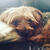 Toby Toby