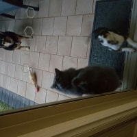 Bella, Nala, Dusty, Daisy Bella, Nala, Dusty, Daisy