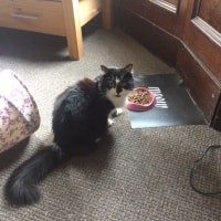 Neko Neko