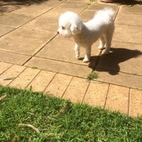 Baxter, Taffy Baxter, Taffy