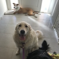 Bambi, Skye, Alba Bambi, Skye, Alba