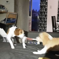 Kiwi, Nala Kiwi, Nala