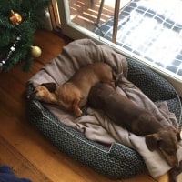 Samson, Toby Samson, Toby