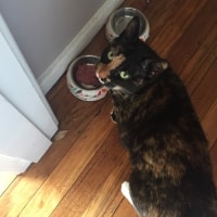Biscuit Biscuit