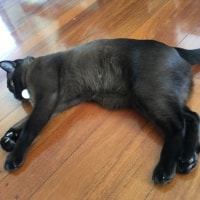 Neko Neko