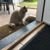 Coco Coco
