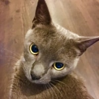 Oskar Oskar