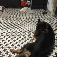 Hiro , Leo Hiro , Leo