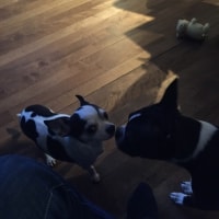 Romeo, Lexi Romeo, Lexi
