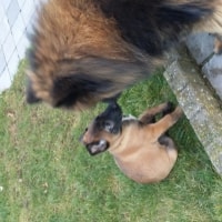 Beau Beau