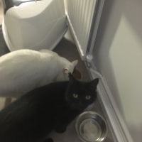 Merlin, Ambrose Merlin, Ambrose